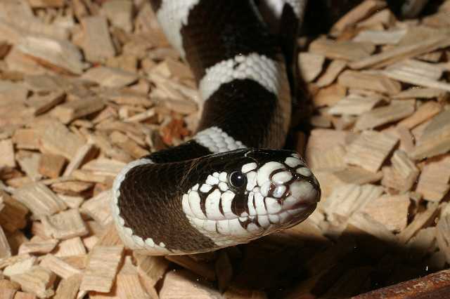 FH_TR_0021(Lampropeltis getulus californiae).jpg - Lampropeltis getulus californiae